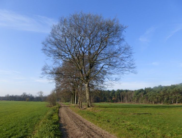 (vergroot foto)